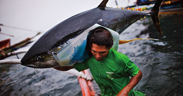 CATCHING TUNA THE RIGHT WAY IN THE PHILIPPINES, Stories