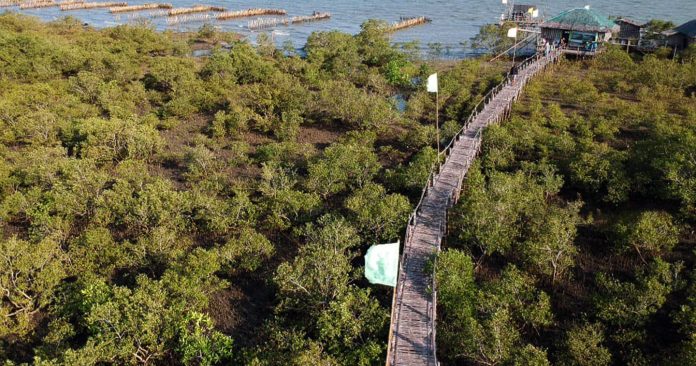 Sustainability Globe Zsl Philippines Partner On Mangrove Protection For Climate Resilient