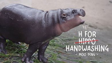 Moo Deng H for Handwashing Lifebuoy 2024 HERO